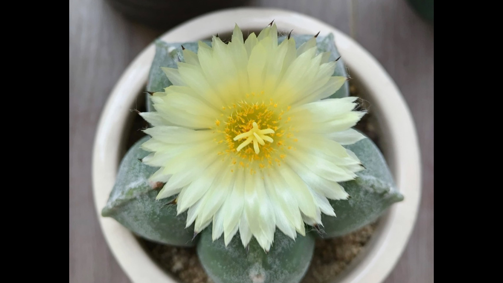 生徒様の観葉植物🪴